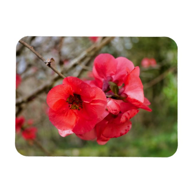 Magnet Flexible Chaenomeles speciosa (Horizontal)