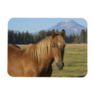 Magnet Flexible Chaîne des Cascades   Cheval châtaigne