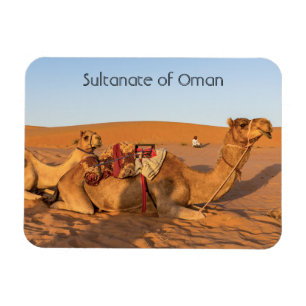 Magnet Flexible Chameaux dans le désert d'Oman