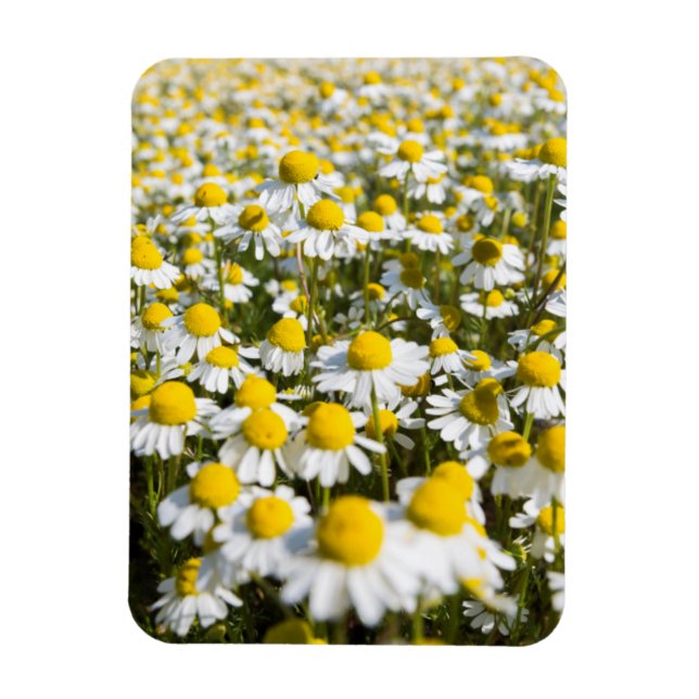 Magnet Flexible Chamomile Field (Vertical)