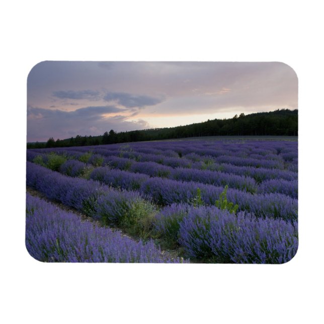 Magnet Flexible Champ de lavande au coucher du soleil (Horizontal)