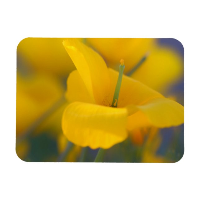 Magnet Flexible Champ de pavots en fleurs (Horizontal)