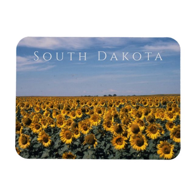 Magnet Flexible Champ de tournesols, Dakota du Sud (Horizontal)