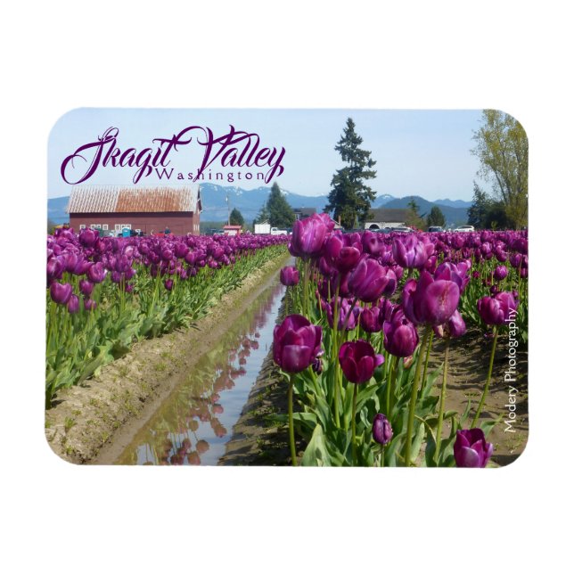 Magnet Flexible Champs de tulipe (pourpre) et grange (vallée de Sk (Horizontal)