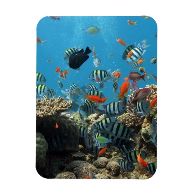 Magnet Flexible Chaos de la pêche tropicale (Vertical)