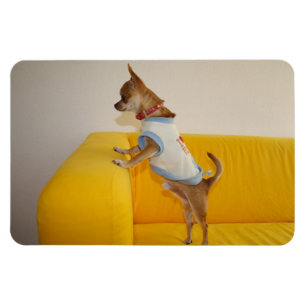 Magnet Flexible Charlie Chihuahua