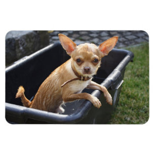 Magnet Flexible Charlie Chihuahua