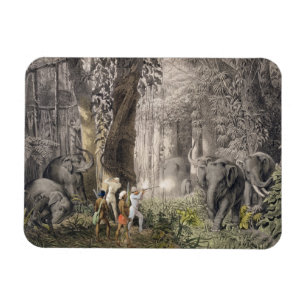 Magnet Flexible Chasse à éléphant dans la région de Logalla, d