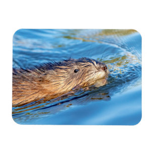 Magnet Flexible Chat de muscat dans les fermes de Vassar Réserve é