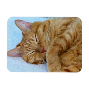 Magnet Flexible Chat endormi