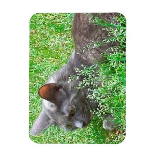 Magnet Flexible Chat gris de Tortie