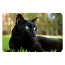 Chat noir teint vert jouissant de plein air