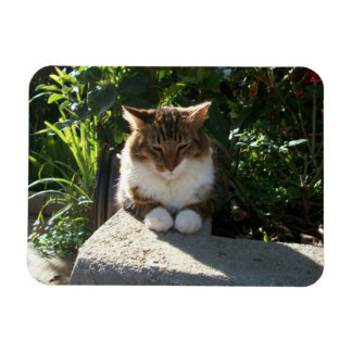 Magnet Flexible Chat posé sur un mur