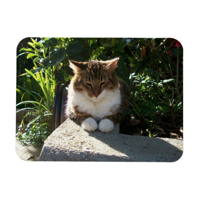 Magnet Flexible Chat posé sur un mur (Horizontal)