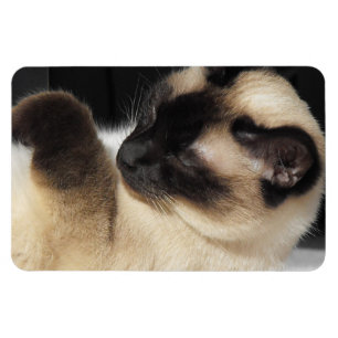 Magnet Flexible Chat siamois animal de compagnie ronronnement miao
