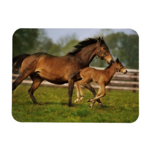 Magnet Flexible Châtaigne de Thoroughbred Mare & Foie