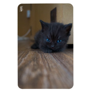 Magnet Flexible Chaton noir