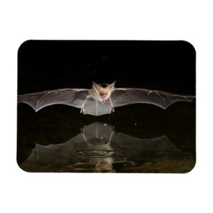 Magnet Flexible Chauve-souris buvant en vol, l'Arizona