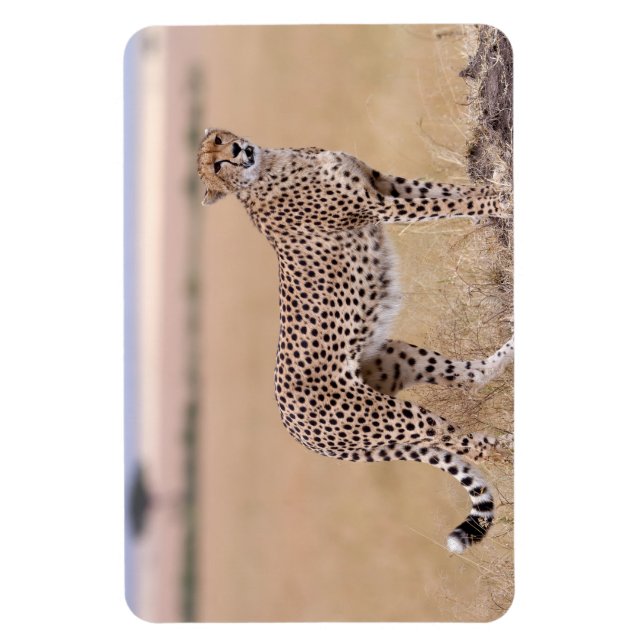 Magnet Flexible Cheetah (Vertical)