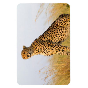 Magnet Flexible Cheetah
