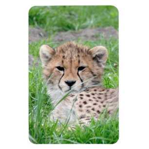 Magnet Flexible Cheetah 002