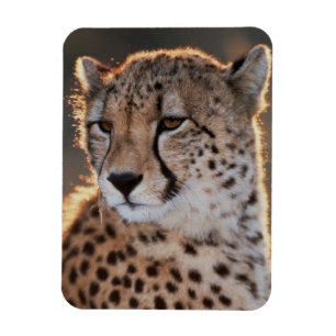 Magnet Flexible Cheetah regarde loin