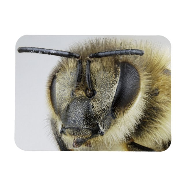 Magnet Flexible Chef d'abeille (Horizontal)