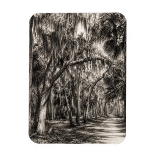 Magnet Flexible Chêne de Floride ancien Croquis Graphite Rockledg