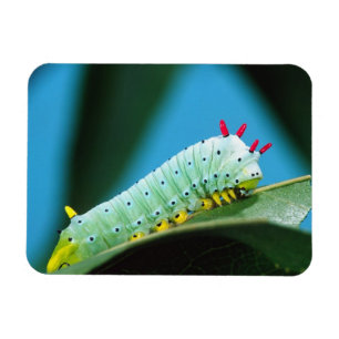 Magnet Flexible Chenille du papillon Prométhée, Callosamia