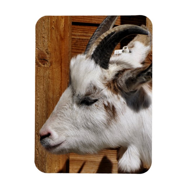 MAGNET FLEXIBLE CHÈQUE CUTE (Vertical)