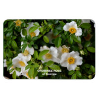 Cherokee Rose