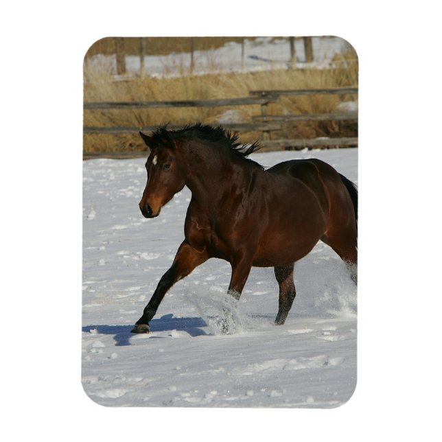 Magnet Flexible Cheval à gorge profonde courant dans la neige (Vertical)