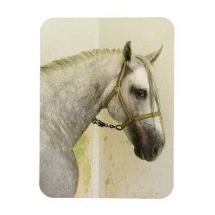 Magnet Flexible Cheval andalou grise