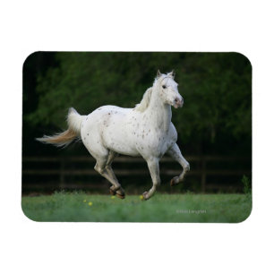 Magnet Flexible Cheval Appaloosa 1