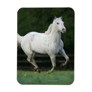 Magnet Flexible Cheval Appaloosa 1