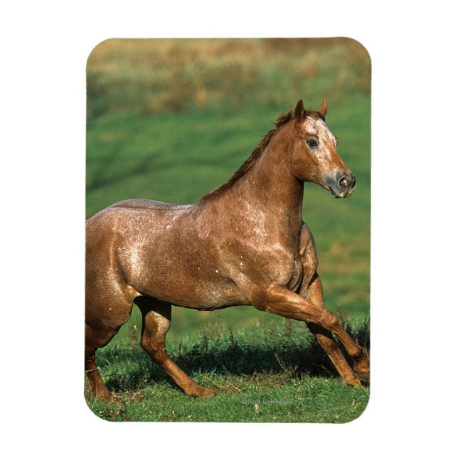 Magnet Flexible Cheval Appaloosa courant dans le champ de Grassy (Vertical)