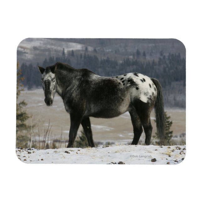 Magnet Flexible Cheval Appaloosa dans la neige (Horizontal)