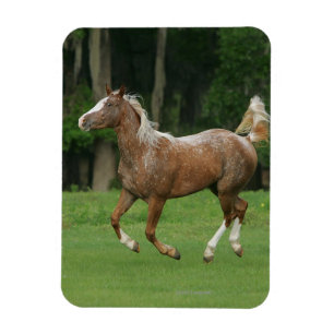 Magnet Flexible Cheval Appaloosa en course