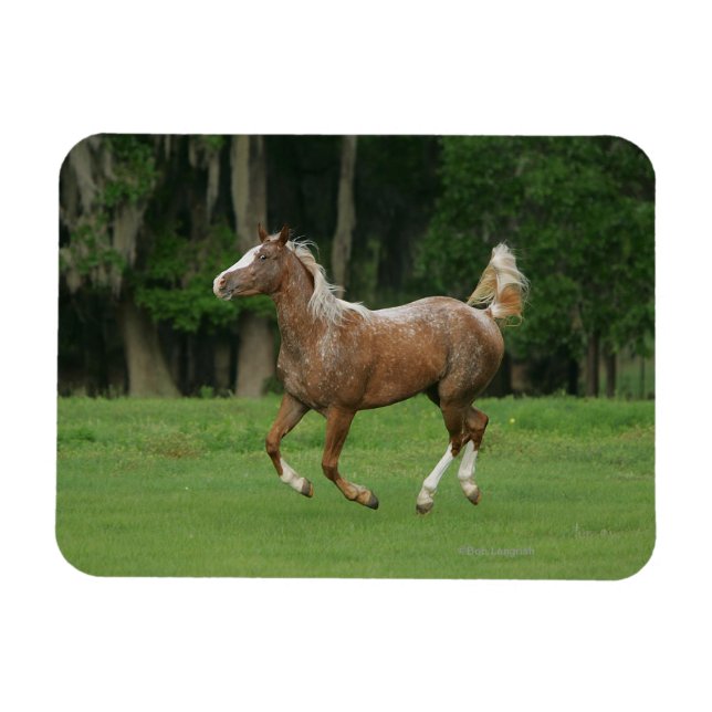 Magnet Flexible Cheval Appaloosa en course (Horizontal)