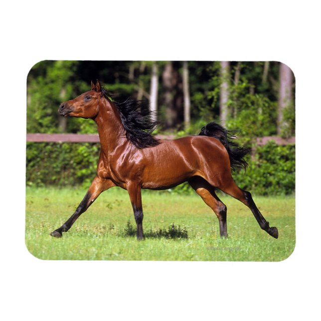 Magnet Flexible Cheval arabe 2 (Horizontal)