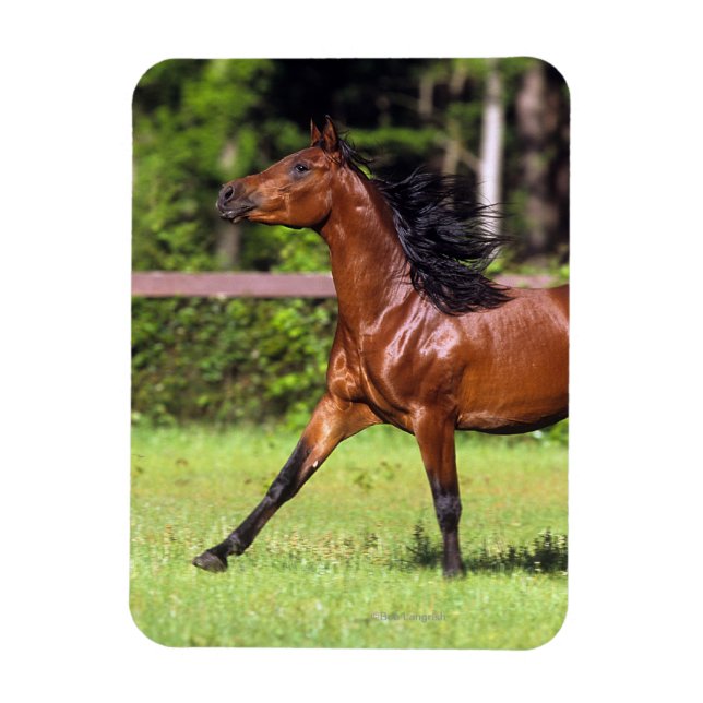 Magnet Flexible Cheval arabe 2 (Vertical)