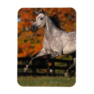 Magnet Flexible Cheval arabe : Automne 1