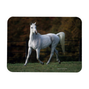 Magnet Flexible Cheval arabe courant 1
