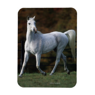 Magnet Flexible Cheval arabe courant 1