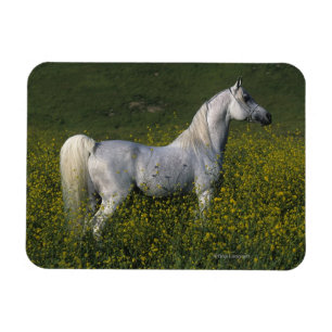 Magnet Flexible Cheval arabe debout en fleurs