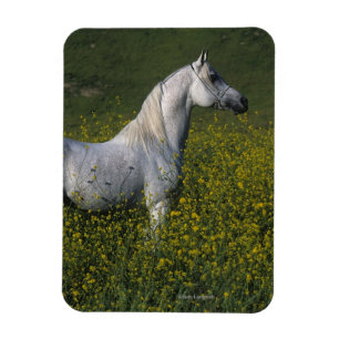 Magnet Flexible Cheval arabe debout en fleurs