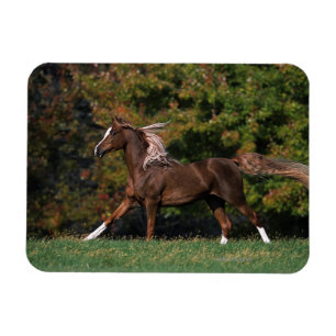 Magnet Flexible Cheval arabe fonctionnant dans le domaine herbeux