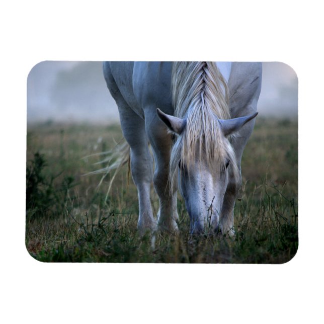 Magnet Flexible Cheval blanc (Horizontal)