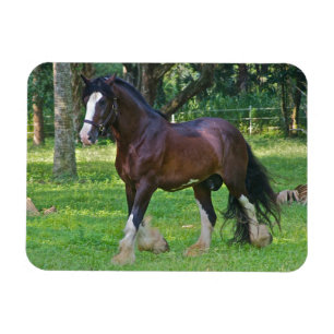 Magnet Flexible Cheval Clydesdale