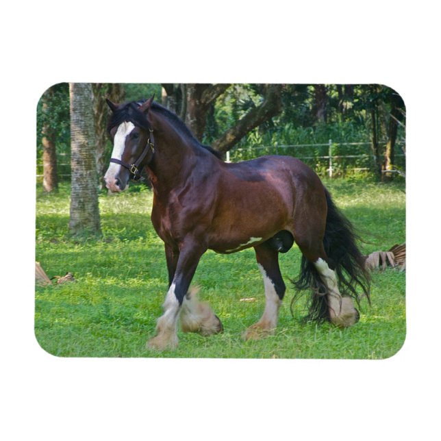 Magnet Flexible Cheval Clydesdale (Horizontal)